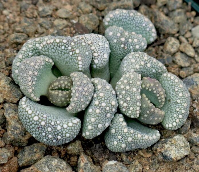 ALOINOPSIS Lodewyk 100 sēklas (seeds)