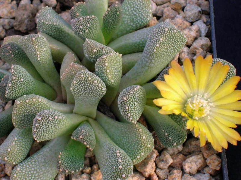 ALOINOPSIS Luckhoffii 100 sēklas (seeds)