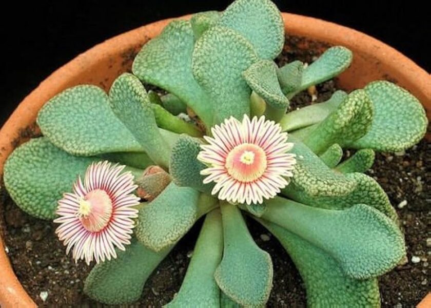 ALOINOPSIS Rosulata 100 sēklas (seeds)