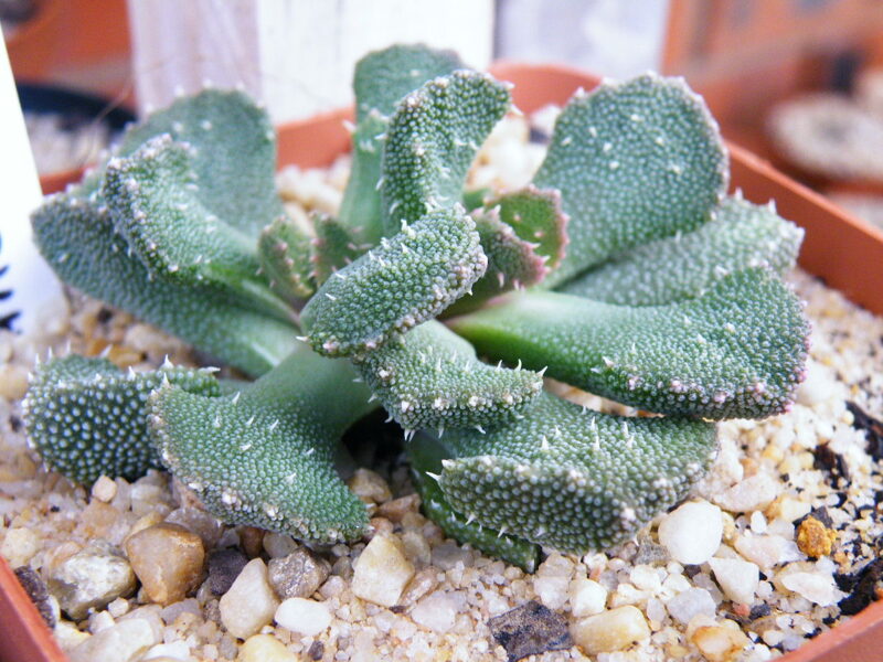 ALOINOPSIS Setifera 100 sēklas (seeds)