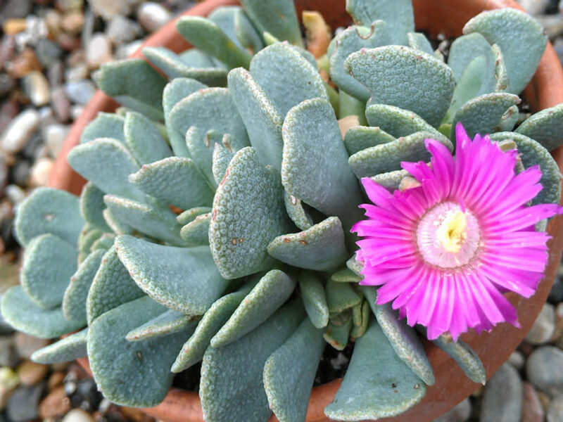 ALOINOPSIS Spatulata 100 sēklas (seeds)