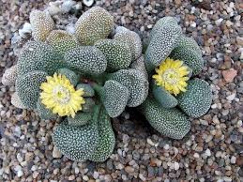 ALOINOPSIS Villetii 100 sēklas (seeds)