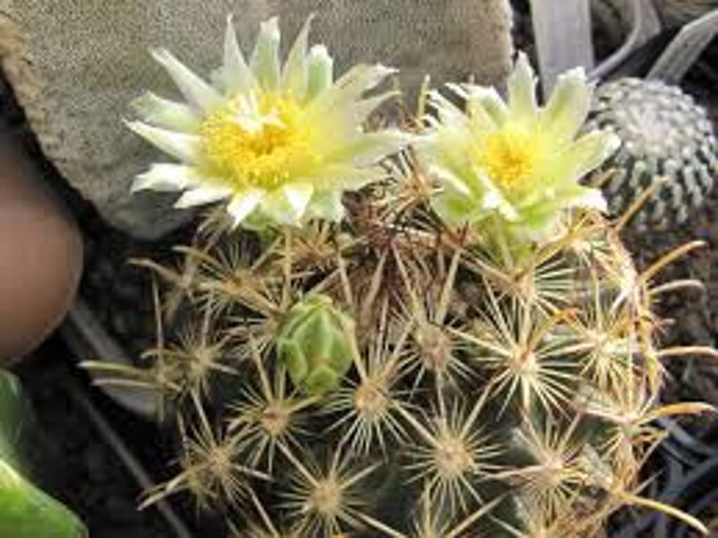 ANCISTROCACTUS Megarhizus 10 SĒKLAS