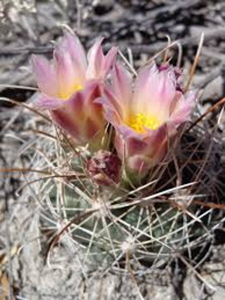 ANCISTROCACTUS Pinkavanus 10 SĒKLAS (SEEDS)