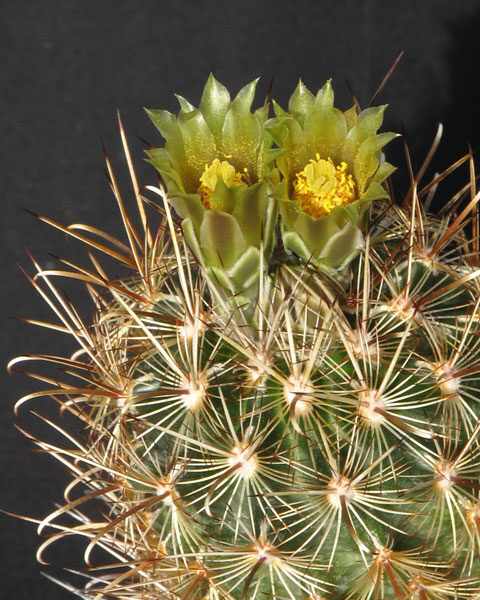 ANCISTROCACTUS Scheerii 10 SĒKLAS (SEEDS)