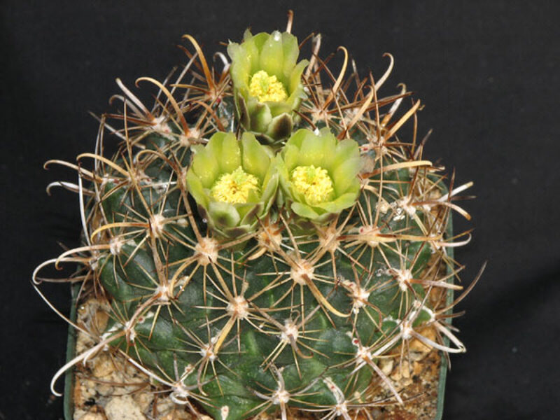 ANCISTROCACTUS Tobuschii 10 SĒKLAS (SEEDS)