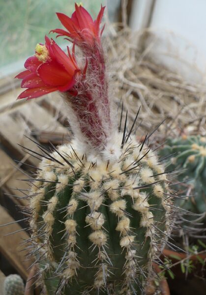 AREQUIPA Spinosissima 10 SĒKLAS (SEEDS)