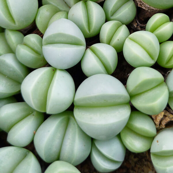 ARGYRODERMA Luckhoffii 100 sēklas (seeds)