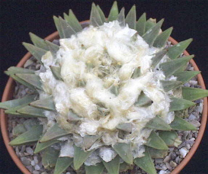 ARIOCARPUS Retusus V. Scapharostroides 10 SĒKLAS (SEEDS)