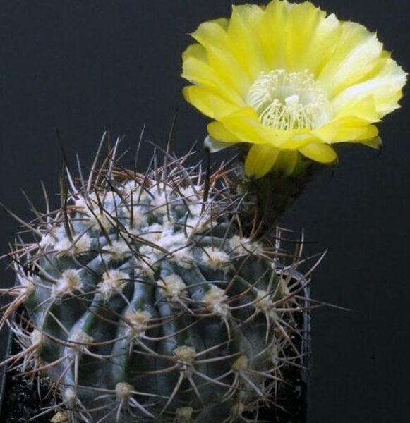 ACANTHOCALYCIUM Catamarcense 15-20 SĒKLAS (SEEDS)