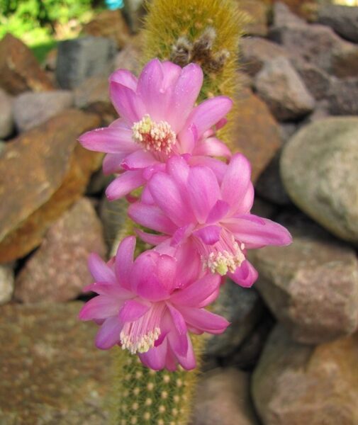 AKERSIA Roseiflora 15-20 SĒKLAS (SEEDS)