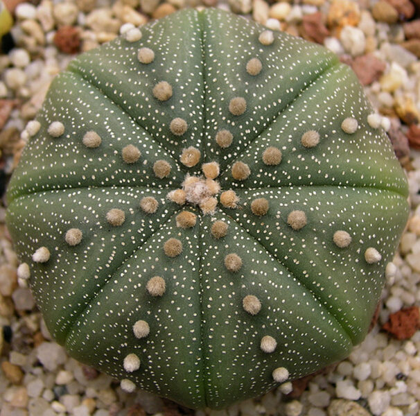 ASTROPHYTUM Asterias sēklas (seeds)