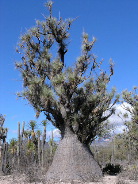 BEAUCARNEA Gracilis 10 sēklas