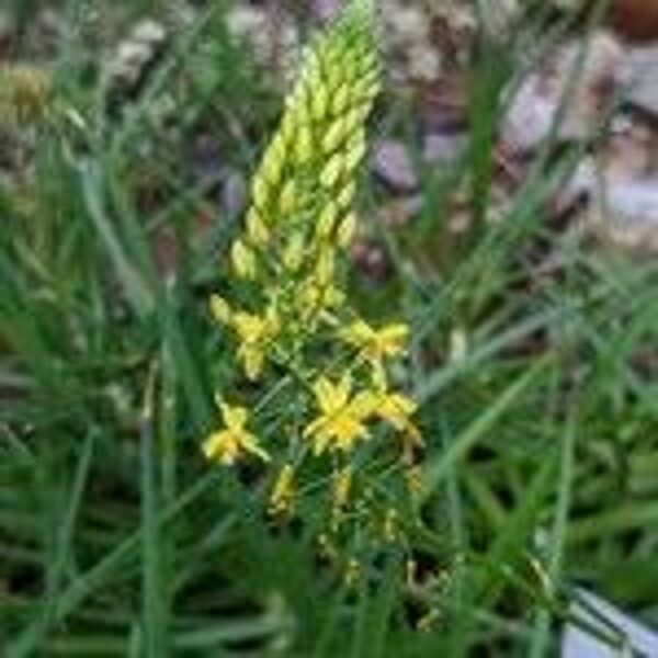 BULBINE Asphodeloides 100 sēklas (seeds)