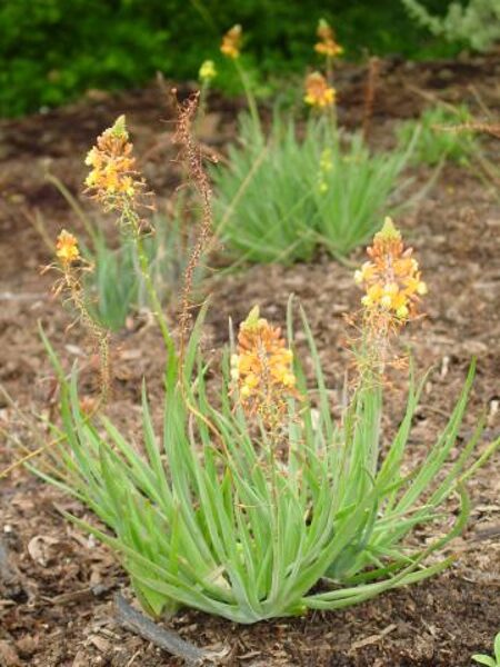 BULBINE Frutescens 10 sēklas (seeds)