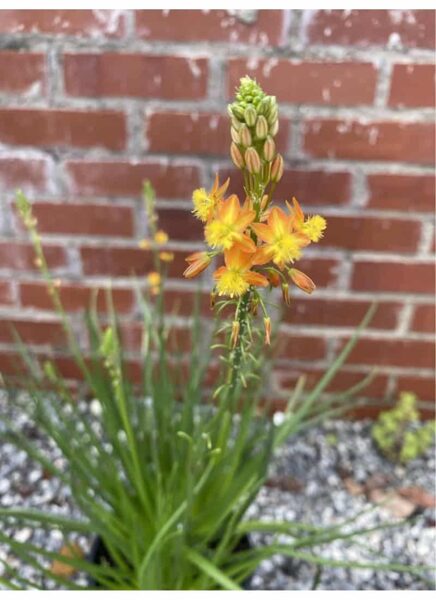 BULBINE Fruticosa 100 sēklas (seeds)