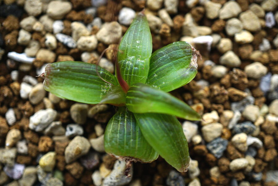 BULBINE Inamarxiae 5 sēklas (seeds)