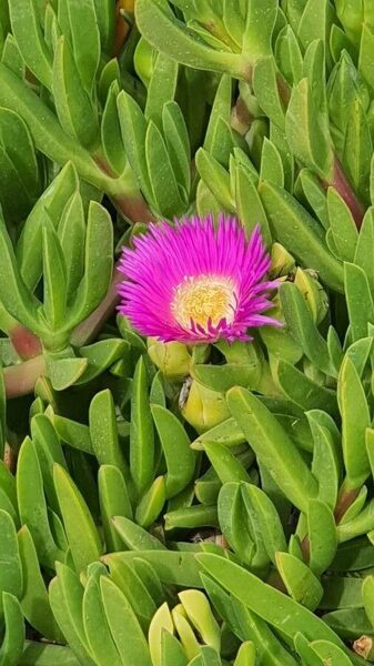 CARPOBROTUS Acinaciformis 100 sēklas (seeds)