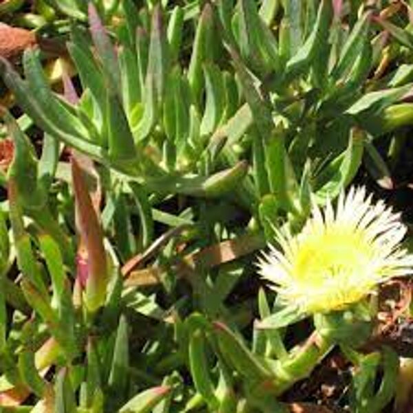 CARPOBROTUS Edulis 100 sēklas (seeds)