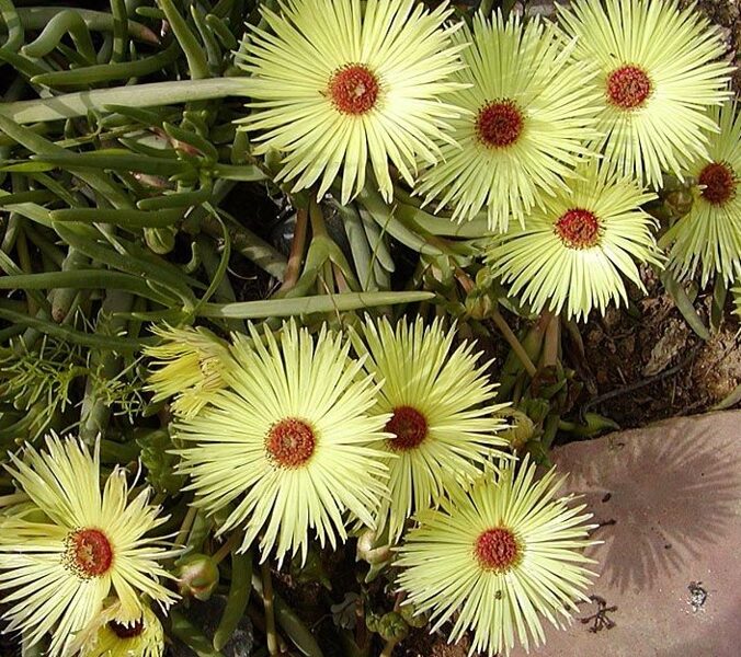 CEPHALOPHYLLUM Pillansii 100 sēklas (seeds)