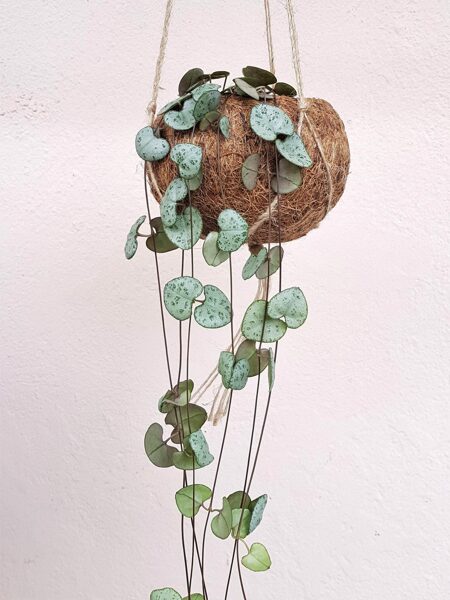 CEROPEGIA WOODII 10 SĒKLAS/SEEDS