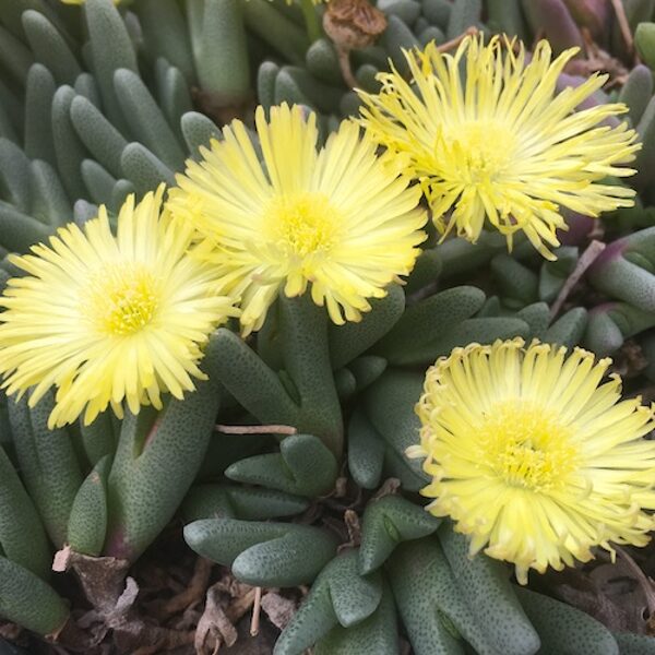 CHEIRIDOPSIS Schlechteri 100 sēklas (seeds)