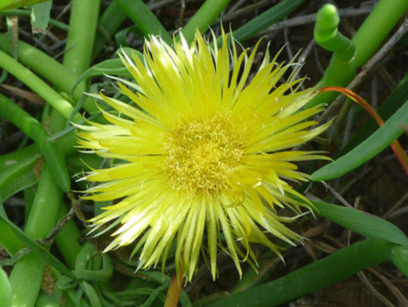 CONICOSIA Capense 100 sēklas (seeds)