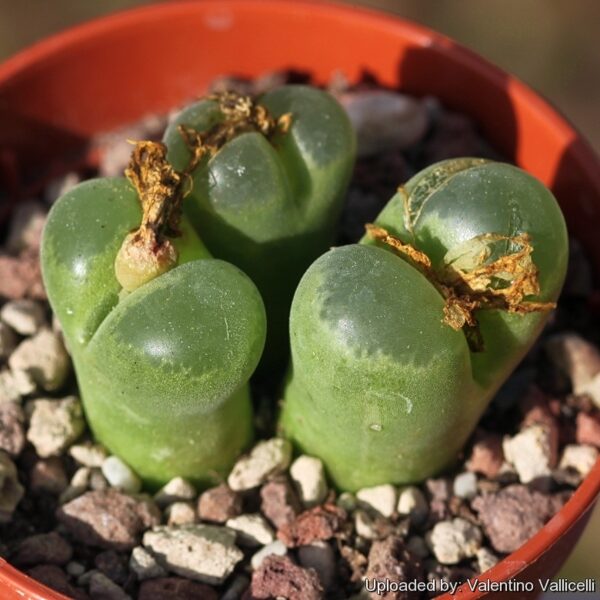 CONOPHYTUM Lydiae 100 sēklas (seeds)