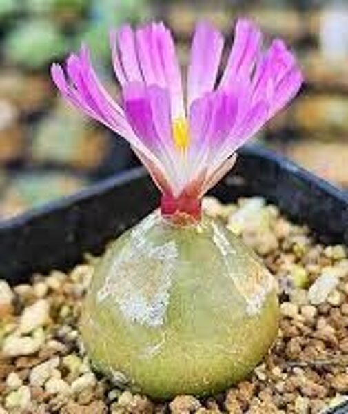 CONOPHYTUM Burgeri 100 sēklas (seeds)