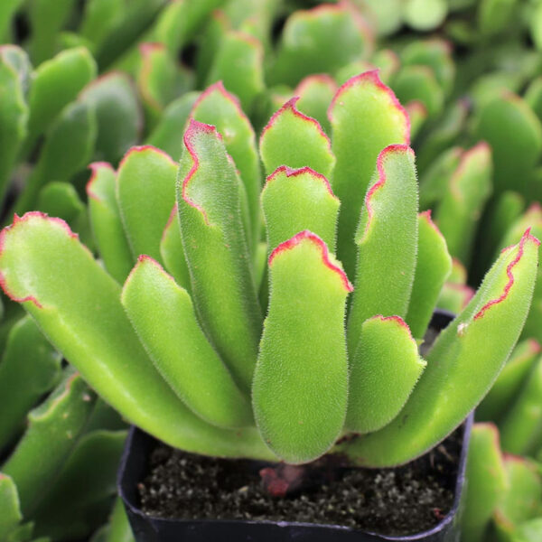 COTYLEDON Campanulata 100 sēklas (seeds)