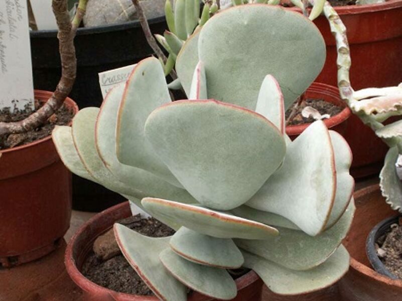 COTYLEDON Orbiculata v. ausana 100 sēklas (seeds)