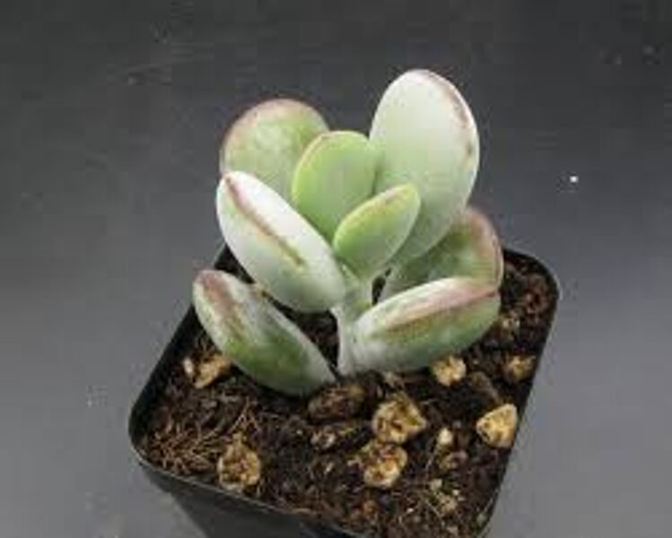 COTYLEDON Orbiculata v. Higginsiae 100 sēklas (seeds)