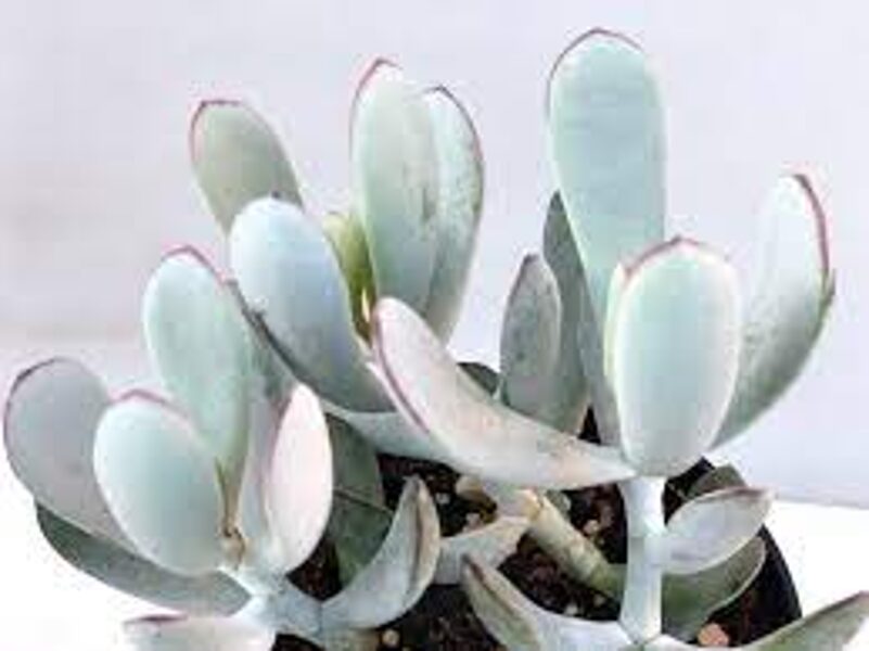 COTYLEDON Orbiculata v. Undulata 100 sēklas (seeds)