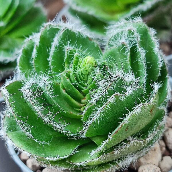 CRASSULA Barbata 100 sēklas (seeds)