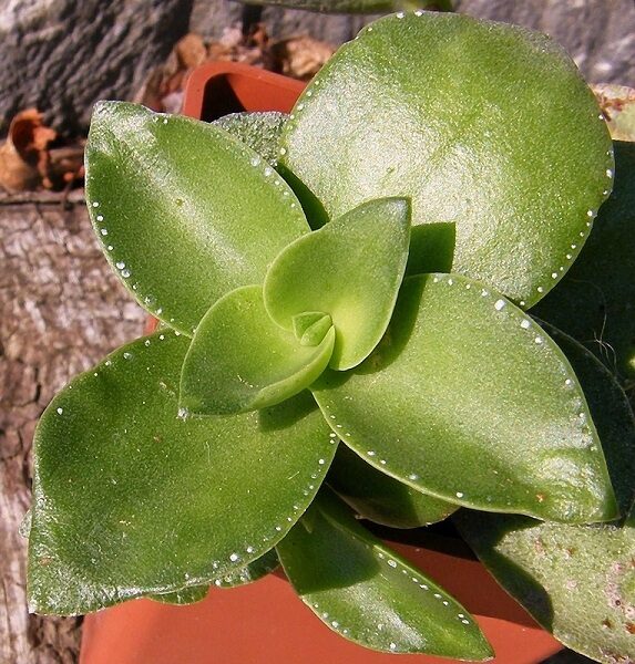 CRASSULA Lactea 100 sēklas (seeds)