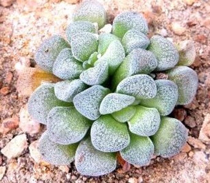 CRASSULA Mesembryanthemopsis 100 sēklas (seeds)