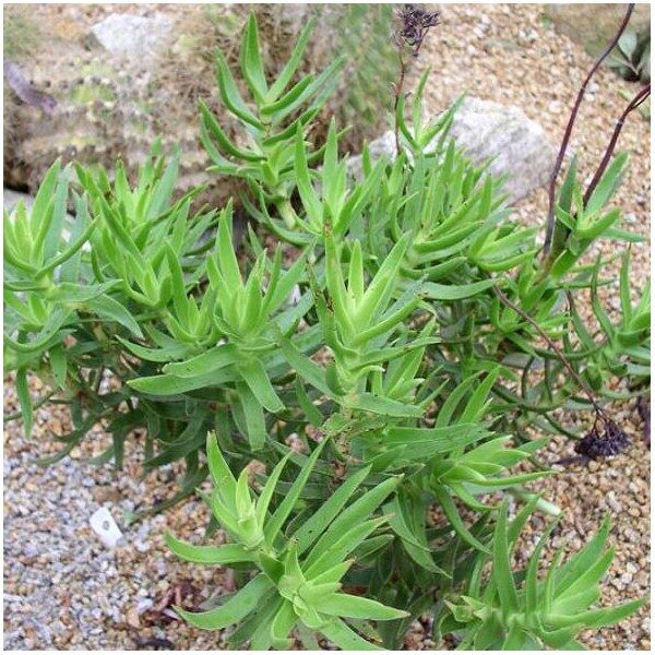 CRASSULA Multiflora 100 sēklas (seeds)