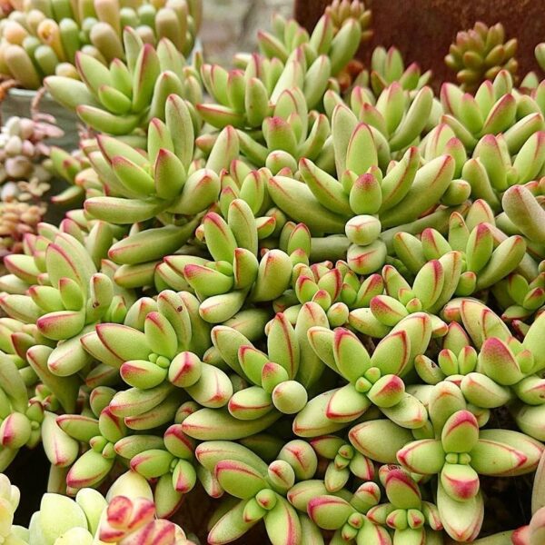 CRASSULA Nudicaulis 100 sēklas (seeds)