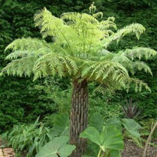 CYATHEA Australis 100 sēklas/seeds