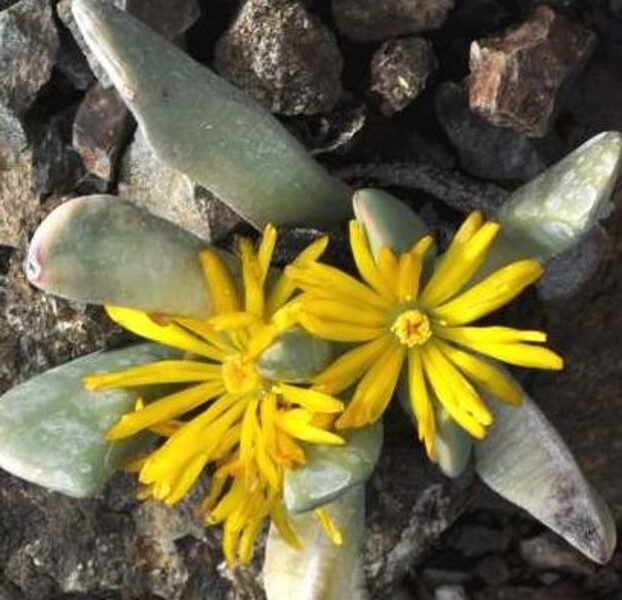 CYLINDROPHYLLUM Tugwelliae 100 sēklas (seeds)