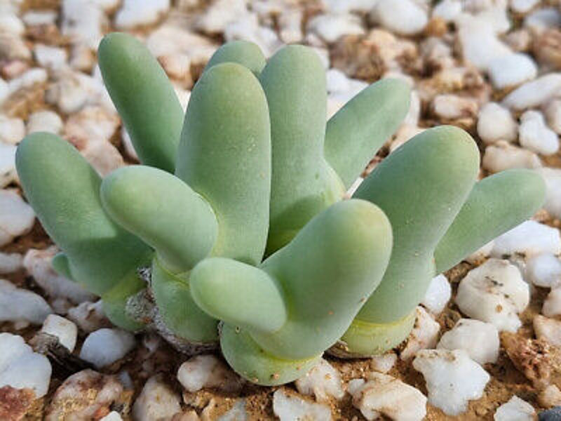 DACTYLOPSIS Digitata 100 sēklas (seeds)