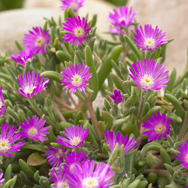 DELOSPERMA Aberdeenense 100 sēklas (seeds)