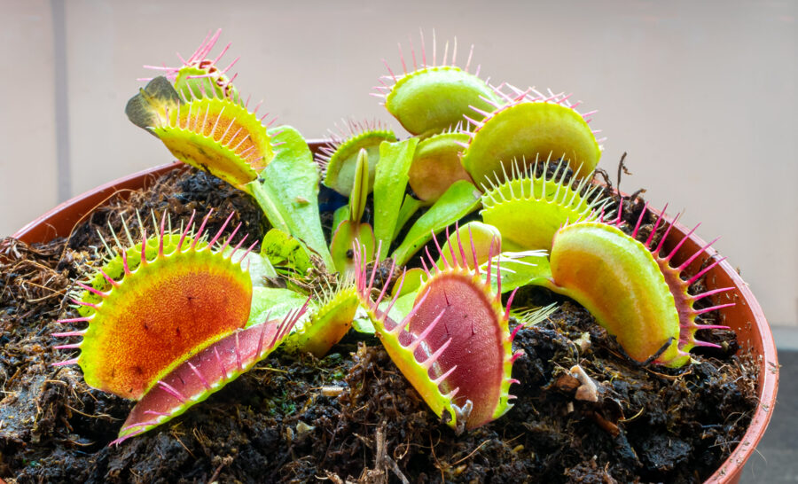 DIONAEA Muscipula 30, 100 SĒKLAS