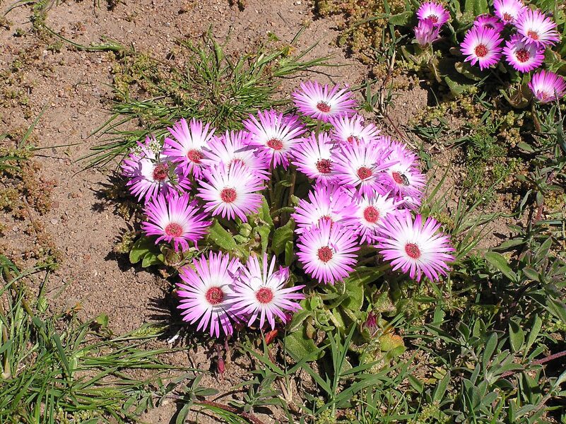 DOROTHEANTHUS Bellidiformis 100 sēklas  (seeds)