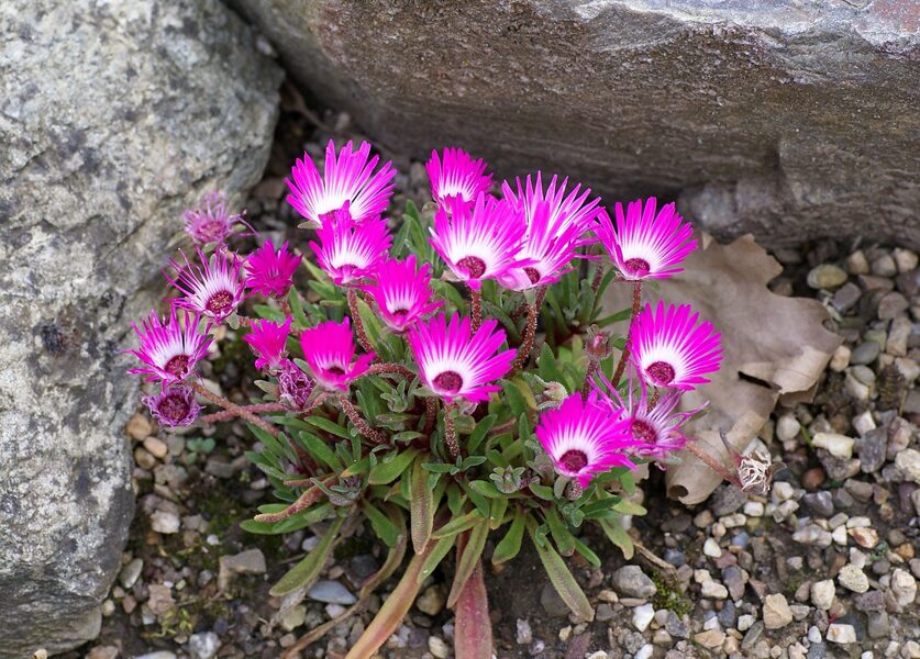 DOROTHEANTHUS Gramineus 100 sēklas (seeds)