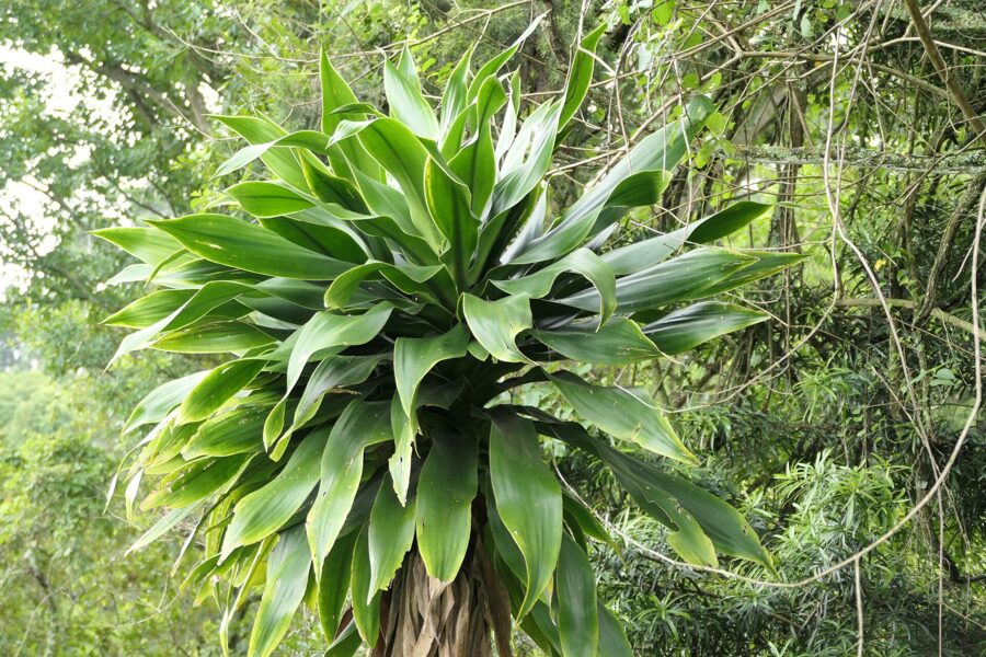 DRACAENA Aletriformis 5 sēklas (seeds)