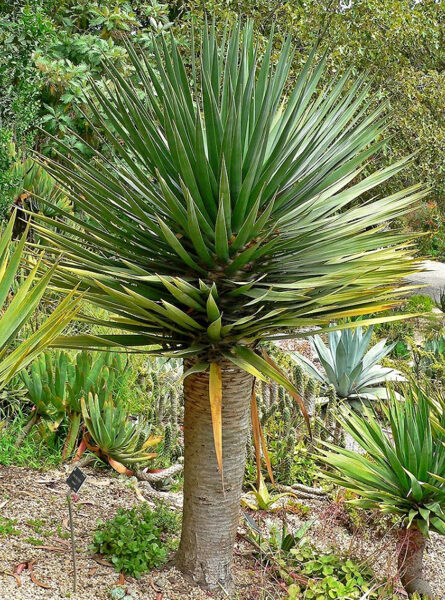 DRACAENA Ellenbeckii 5 sēklas (seeds)