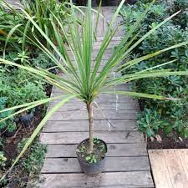 DRACAENA Indivisa 10 sēklas (seeds)