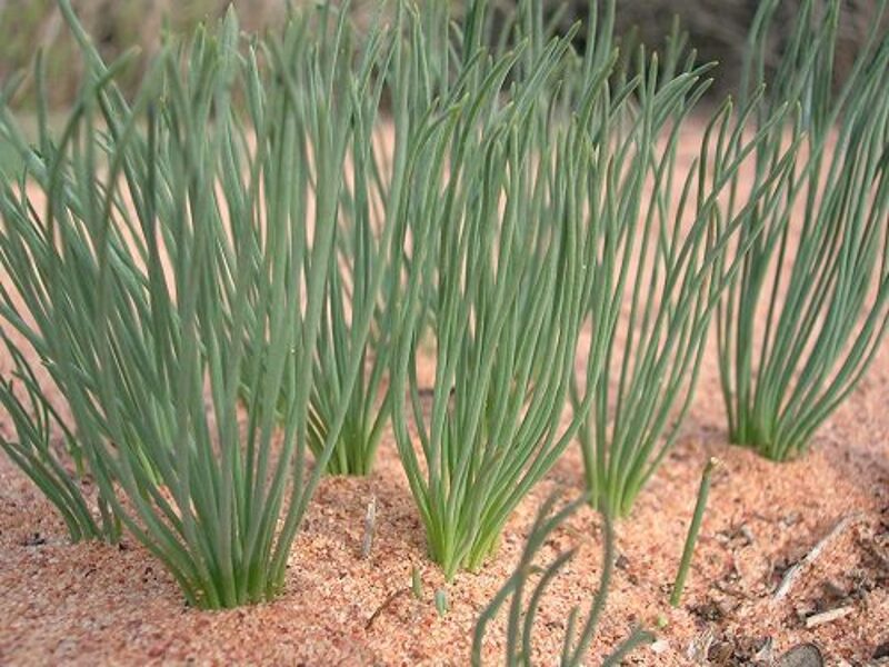 DRIMIA Arenicola 10 sēklas (seeds)