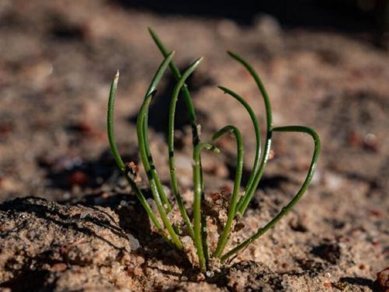 DRIMIA Convallarioides 10 sēklas (seeds)